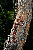 Arizona Mountain King Snake (Lampropeltis pyromelana) climbing tree, Chiricahua Mountains, Arizona