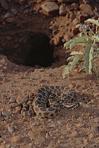 Massasauga (Sistrurus catenatus) at burrow of Bannertail Kangaroo Rat (Dipodomys spectabilis) grasslands, Arizona