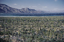 Cardon (Pachycereus pringlei) cactus in desert, Rosario, Baja California, Mexico