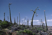 Boojum Tree (Idria columnaris) cluster, Baja California, Mexico