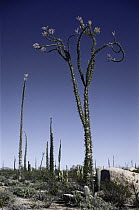 Boojum Tree (Idria columnaris) cluster flowering, Baja California, Mexico