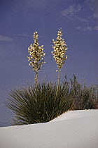 Soaptree Yucca (Yucca elata) flowering on gypsum dunes, White Sands National Park, New Mexico