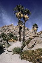 Real Fan Palm (Hyphaene petersiana) trees, Lost Palms Oasis, Joshua Tree National Monument, California