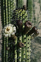 Organ Pipe Cactus (Stenocereus thurberi) flowering in the Sonoran Desert, USA and Mexico