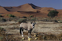 Gemsbok (Oryx gazella) feeding on Tsama Melons, Sossusvlei, Namibia