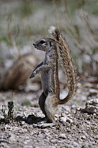 Cape Ground Squirrel (Xerus inauris) standing upright, using tail as a sunshade, Etosha National Park Namibia