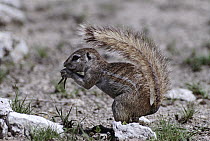 Cape Ground Squirrel (Xerus inauris) eating, using tail as a sunshade, Etosha National Park Namibia