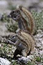 Cape Ground Squirrel (Xerus inauris) pair eating, using tail as a sunshade, Etosha National Park Namibia