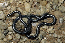 Peter's Thread Snake (Leptotyphlops scutifrons) on savannah, southern Africa