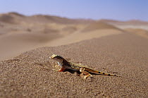 Namib Sanddiver (Aporosaura anchietae) on sand dune, Namib Desert, Namibia