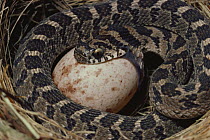 Common Egg-eating Snake (Dasypeltis scabra) swallowing egg from another animal's nest, savannah, South Africa