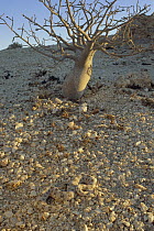 Horned Adder (Bitis caudalis) venomous snake camouflaged against gravel plains in the Namib Desert, Namibia