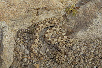 Horned Adder (Bitis caudalis) venomous mother with three babies, on rock outcrop in gravel plains of the Namib Desert, Namibia