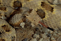 Horned Adder (Bitis caudalis) close-up portrait of venomous snake, sensing with tongue, gravel plains of the Namib Desert, Namibia