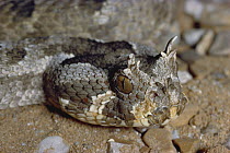 Many-horned Adder (Bitis cornuta) portrait of venomous snake, native to Africa