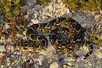 Puff Adder (Bitis arietans) venomous snake on the savannah, Africa