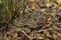 Puff Adder (Bitis arietans) venomous snake camouflaged against ground, Waterberg National Park, Namibia