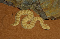 Common Sand Viper (Cerastes vipera) portrait of venomous snake, found in Africa and Asian deserts