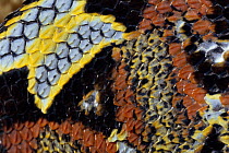 Rhinoceros Adder (Bitis nasicornis) detail of colorful pattern and scales of venomous snake, rainforest, Africa