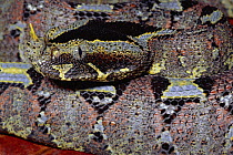 Rhinoceros Adder (Bitis nasicornis) close-up portrait of venomous snake, rainforest, Africa