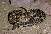 Angolan Python (Python anchietae) captive, Namibia