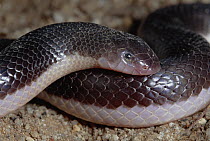 Duerden's Stiletto Snake (Atractaspis duerdeni) portrait, southern Africa