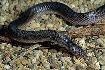 Bibron's Stilleto Snake (Atractaspis bibronii) portrait, southern Africa