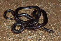 Bicolored Quill-nosed Snake (Xenocalamus bicolor) coiled, southern Africa