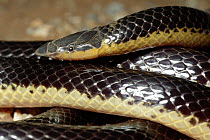 Bicolored Quill-nosed Snake (Xenocalamus bicolor) portrait, close up, southern Africa