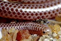 Western Thread Snake (Leptotyphlops occidentalis) close-up of head, Etosha National Park, Namibia