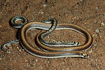 Two-striped Shovel-snout (Prosymna bivittata) adult and young, southern Africa