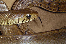 Oriental Rat Snake (Ptyas mucosus) portrait, sensing with tongue, India