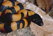 Bismarck Ringed Python (Liasis boa) captive juvenile, Bismarck Archipelago, Papua New Guinea