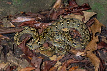 Reticulated Python (Python reticulatus) camouflaged in leaf litter in rainforest, Tangkoko-Dua Saudara Nature Reserve, Sulawesi