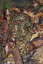 Reticulated Python (Python reticulatus) camouflaged in leaf litter in rainforest, Tangkoko Nature Reserve Sulawesi