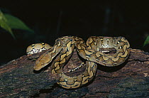 Reticulated Python (Python reticulatus) coiled on tree trunk, Tangkoko-Dua Saudara Nature Reserve, Sulawesi