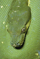 Green Tree Python (Chondropython viridis) portrait, New Guinea