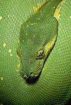 Green Tree Python (Chondropython viridis) portrait, New Guinea