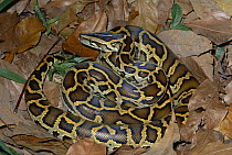 Asian Rock Python (Python molurus) captive portrait of snake camouflaged against leaf litter, found in southeast Asia