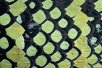 Temple Pit Viper (Trimeresurus wagleri) detail of scales, southeast Asia