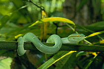 Temple Pit Viper (Trimeresurus wagleri) immature venomous snake coiled around branch in rainforest in Duniga Bone National Park, Sulawesi