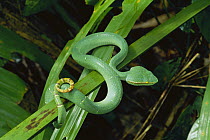 Temple Pit Viper (Trimeresurus wagleri) immature venomous snake in rainforest in Dumogo Bone National Park, Sulawesi