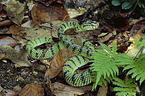 Sumatran Pit Viper (Trimeresurus sumatranus) venomous snake in lowland rainforest, Danum Valley Conservation Area, Sabah, Malaysia