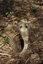 Spectacled Cobra (Naja naja) venomous snake spreading hood in defensive display, India