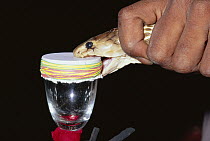 Spectacled Cobra (Naja naja) venomous snake being milked for venom, India