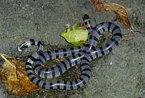 Banded Sea Krait (Laticauda colubrina) venomous sea snake, Snake Island, Sabah, Malaysia