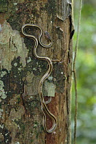 Colubrid Snake (Dryocalamus tristrigatus) climbing up tree trunk, Danum Valley Conservation Area, Sabah, Malaysia
