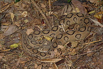 Russell's Viper (Daboia russelii) venomous snake camouflaged against ground, India