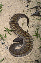 Northern Death Adder (Acanthophis praelongus) venomous snake in defensive display, northern Australia