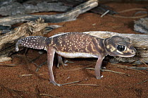 Knob-tailed Gecko (Nephrurus levis) in defensive display on dunes near Shark Bay, World Heritage Site, Western Australia
